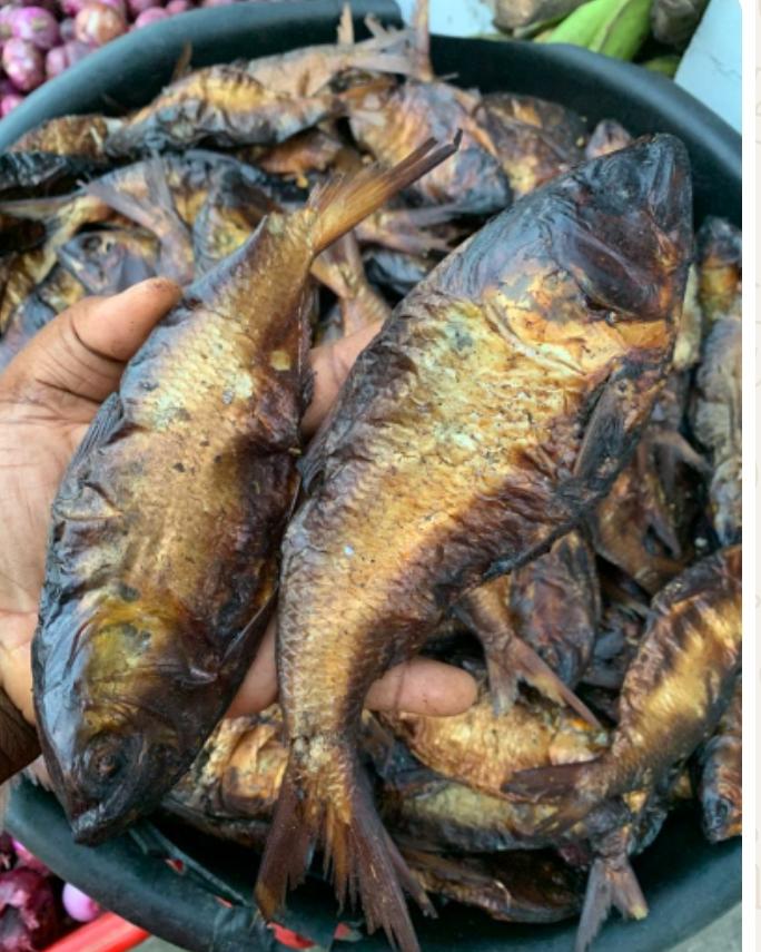 BONGA FISH BONGA FISH