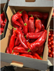 RED LONG PEPPER