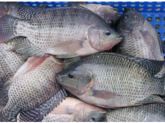 TILAPIA FISH