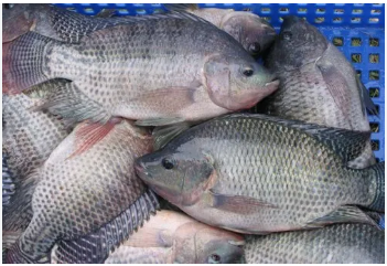 TILAPIA FISH