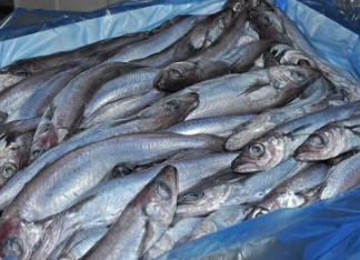 WHITLING FISH (Mkpala fish)