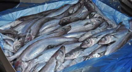 WHITLING FISH (Mkpala fish)